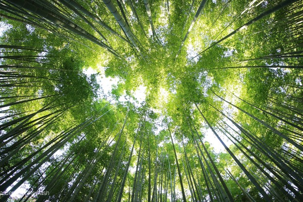 Oggi è la Giornata della Terra